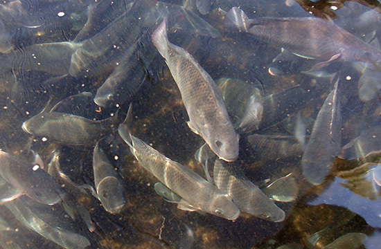 ADVANCING SUSTAINABLE AQUACULTURE